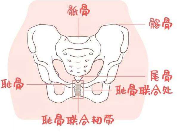 儿童骨盆图片